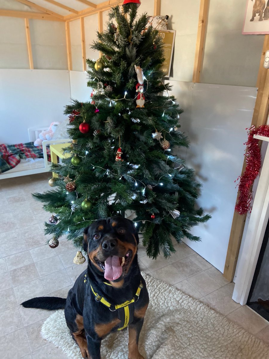 DogsTrust_IE's tweet photo. Only seven more sleeps till #SantaPaws!
Chase isnโt sure if he can contain his excitement for that long though ๐๐
๐พ๐
#Christmas #SantaPawsIsComing https://t.co/9chLG0qOw2