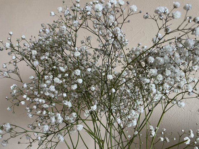 かわいいけどソシソン(金玉)の香りのする花 