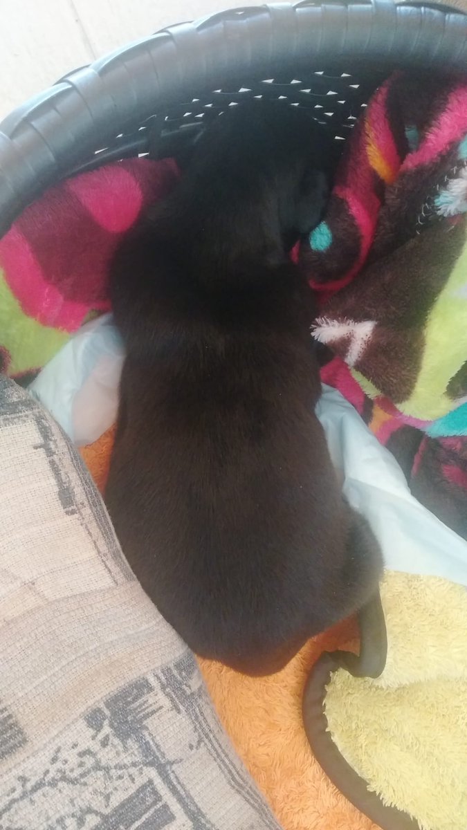 La pequeña está tomando antibióticos y parece q tiene más hambre. De momento todo va bien.☺️
 Aunque es vergonzoso que se vayan nuevamente de rositas los mismos. Si por nosotras fuera ya estarían denunciados, pero sin testigos no se puede probar nada😤