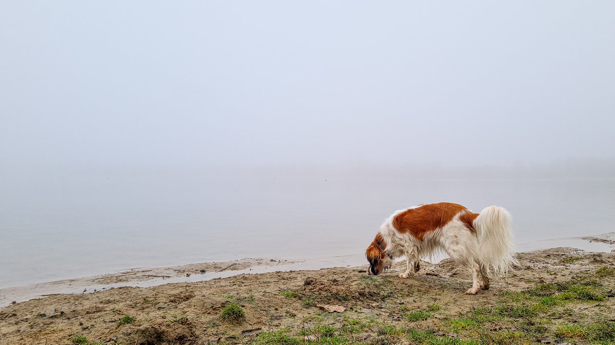 burryandenbrink's tweet photo. Vanmiddag wordt de #mist steeds dikker. De overkant van #stroombroek is ineens niet meer te zien #hond #kooiker @weerplaza @Weerfotoklasse1 @weeronline #Achterhoek https://t.co/6FUd4R3vCr