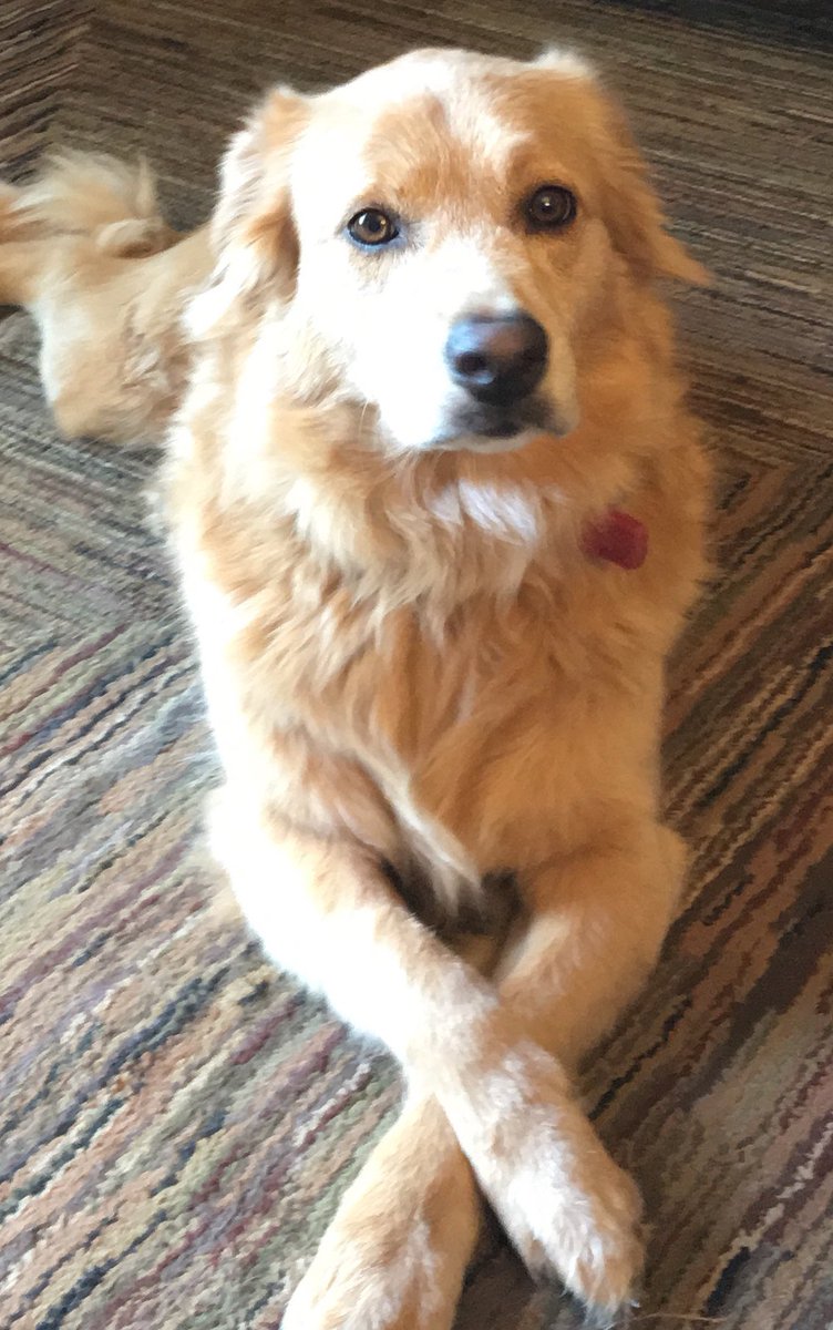 tireur66's tweet photo. @Mary_MJR_2020  Murphy was abandoned in Puerto Rico at 2 1/2 weeks. We got him from Lost Dog. https://t.co/EzKVkyJzic