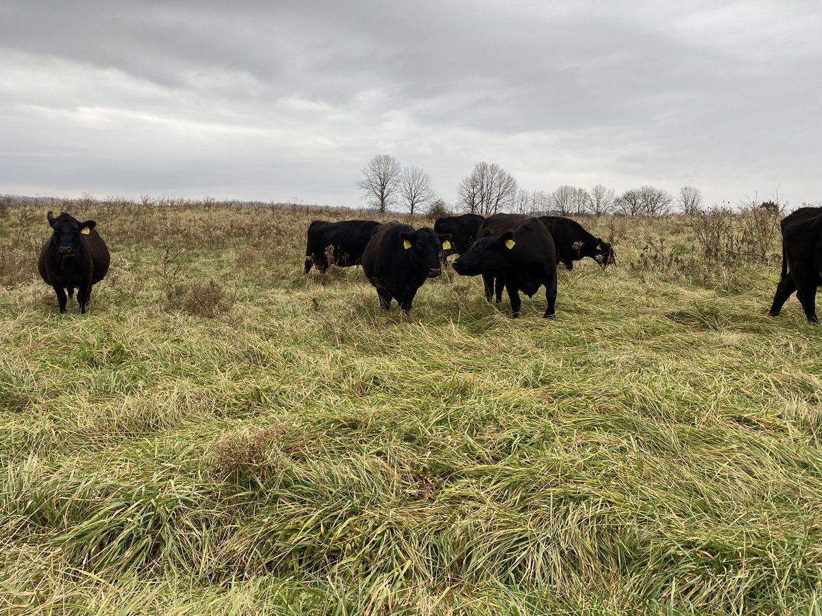 Still out here grazing in December.