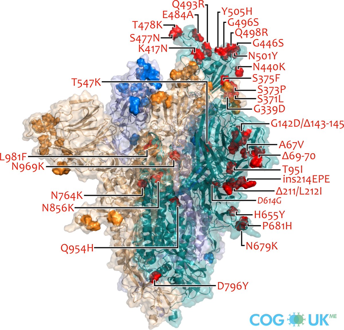 Derek Wright (@derekcvr) on Twitter photo Our resident protein structure guru <a href="/_wharvey/">Will Harvey</a> has created some beautiful new spike images, now available in Mutation Explorer, including this one of #Omicron (BA.1). sars2.cvr.gla.ac.uk/cog-uk/ <a href="/COGUK_ME/">COG-UK Mutation Explorer</a> <a href="/CovidGenomicsUK/">COVID-19 Genomics UK (COG-UK) Consortium</a> <a href="/CVRbioinfo/">CVR Bioinformatics</a> <a href="/CVRinfo/">MRC-Uni of Glasgow Centre for Virus Research</a> Our resident protein structure guru <a href="/_wharvey/">Will Harvey</a> has created some beautiful new spike images, now available in Mutation Explorer, including this one of #Omicron (BA.1). sars2.cvr.gla.ac.uk/cog-uk/ <a href="/COGUK_ME/">COG-UK Mutation Explorer</a> <a href="/CovidGenomicsUK/">COVID-19 Genomics UK (COG-UK) Consortium</a> <a href="/CVRbioinfo/">CVR Bioinformatics</a> <a href="/CVRinfo/">MRC-Uni of Glasgow Centre for Virus Research</a>