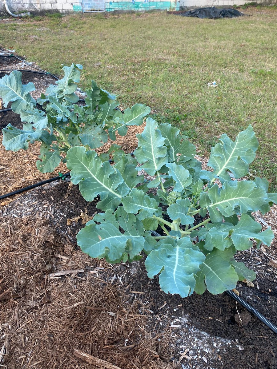 Grow_Orlando's tweet photo. Our #microfarm at Orlando Baptist Temple is coming along! #urbanfarm #urbanfarming https://t.co/uZO21wWz9B