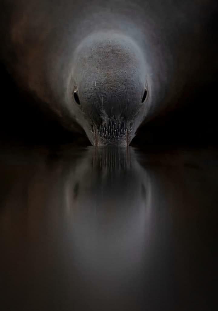DoctorAjayita's tweet photo. An alien? Naah...just a pigeon drinking water. https://t.co/pM97Ora7JU