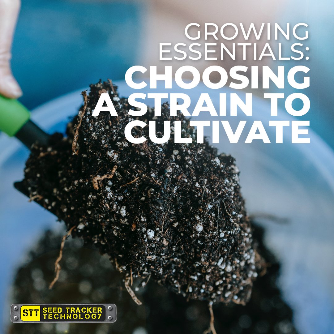SeedTrackerTech's tweet photo. When growing marijuana, there's a lot of different factors that go into the process. ⭐️ However, we feel that picking a strain to grow tends to be the most overlooked when it comes to all of the choices that need to be made. To learn more, check out our IG post on this! 💕 https://t.co/iZgS39z1k8