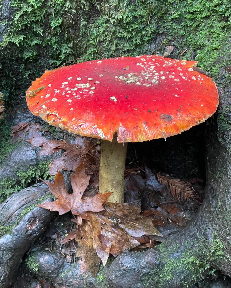 Wow! Look at that mushroom! While beautiful and striking to the eye, this species, Amanita muscaria, is extremely poisonous.

Please remember that collecting anything in the Park is illegal and that these beautiful fungi are dangerous and best left undisturbed.