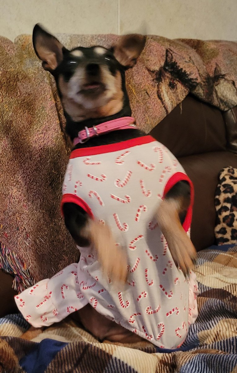 lilaubiegirl's tweet image. #dogsoftwitter @WinstonPuddles Winny!! I just saw dat your brufver Otto @OttoPuddles went OTRB... dis was my shocked face when mommy tewled me...den we cwied. We knows our Pipples greeted him and showed him around. We sending you &amp;amp; mommy lots of luv &amp;amp; #pawhugs.