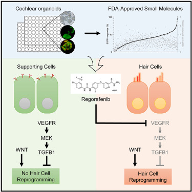 High-throughput screening on cochlear #organoids identifies VEGFR-MEK-TGFB1 signaling promoting hair cell reprogramming <a href="/stemcellreports/">StemCellReports</a> article <a href="/ISSCR/">ISSCR</a> hubs.li/Q01075Lh0