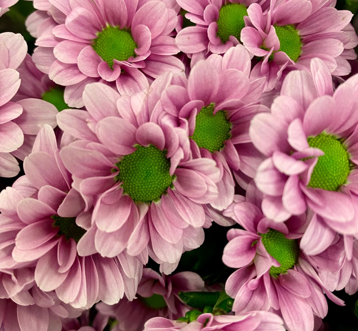 Fleurigros's tweet photo. UN CLASSIQUE: LES CHRYSANTHÈMES 🌸

Retrouvez une multitude de variétés, couleurs, formes, pour vos compositions florales et événements, dès maintenant dans nos frigos.

Magasinez sur #Fleurigros: https://t.co/xLFHIGTX1A https://t.co/uQA6vz2wDc