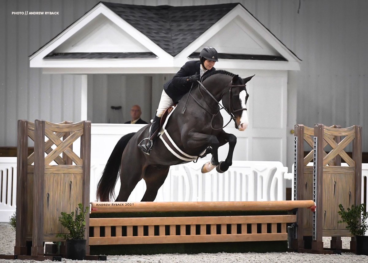 Alpine's Armani, living up to his dapper namesake. First rated show at the illustrious World Equestrian Center in Ocala. 2015 16h RPSI Gelding, available in NC with Hidden Hill Farm.