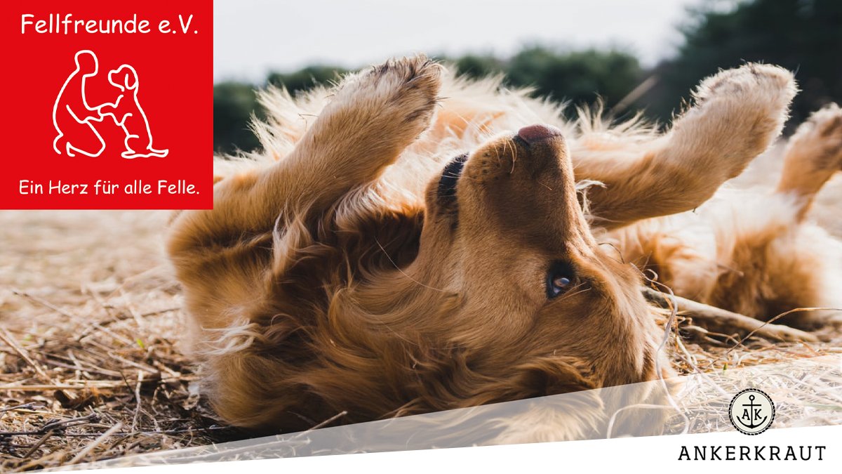 ankerkraut's tweet photo. Auch dieses Jahr verschicken wir wieder keine Trash/Merch Weihnachtsgeschenke!
Wir supporten weiter die https://t.co/Y4kvTOX4TR einen kleinen, gemeinnützigen Verein 🐶🐕
Daher haben wir im Namen aller Kooperationspartner bzw. Streamer 1.500 € gespendet:
https://t.co/IDlaOYjvI5 https://t.co/AxRWGxlwCb