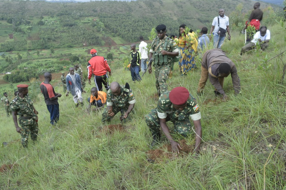 Gitega's tweet photo. #Burundi Imivyaro y'ibiti vy’imikaratusi ibihumbi 8000 niyo yatewe kuri uyu wakane wahariwe ibidukikije ku musozi wa #Cene_Murago kuri uyu wakane ,muri zone Maramvya ya komine Makebuko mu mugambi w'igihugu #Ewe_Burundi_Urambaye. https://t.co/10UpQNGTnF