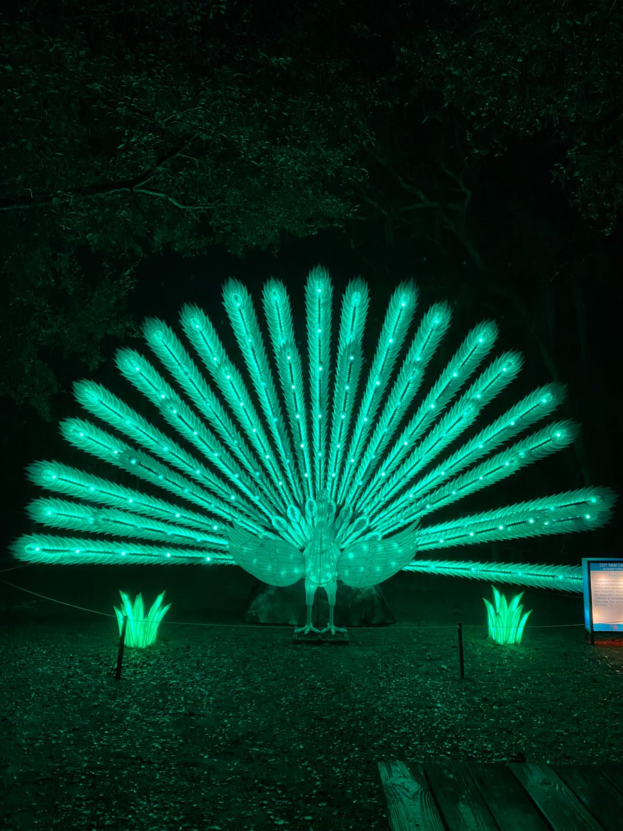 Centralflzoo's tweet photo. Which lantern wings are better? The interactive angel wings or the moving peacock? Let us know! #CentralFloridaZoo #CFZAsianLanternFestival #CFZIntoTheWild https://t.co/i3EW1ISBa5