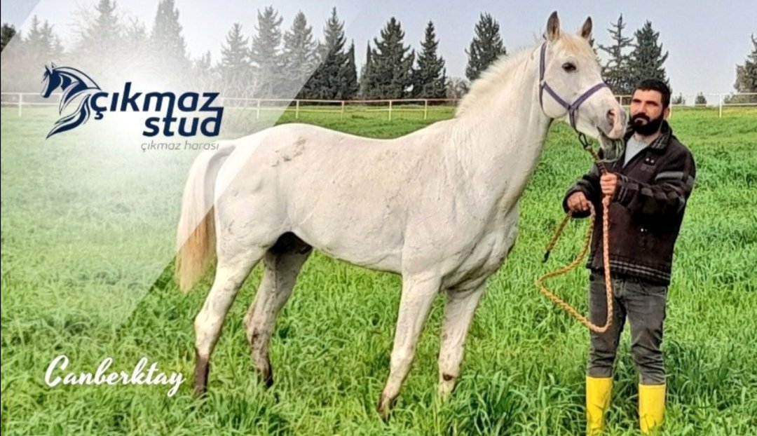 CANBERKTAY 10 bin tl ile Mahmudiyede aşım yapmaktadır. Tuncer ekürisinden "Nihansultan" ve "Teknefes" - Karabulut ekürisinden "Kayameral" isimli kısraklarımızı eşleştirdik. Sn. At Sahiplerine yetiştirici dostu fiyatıyla değerlendirmenizi öneririm.