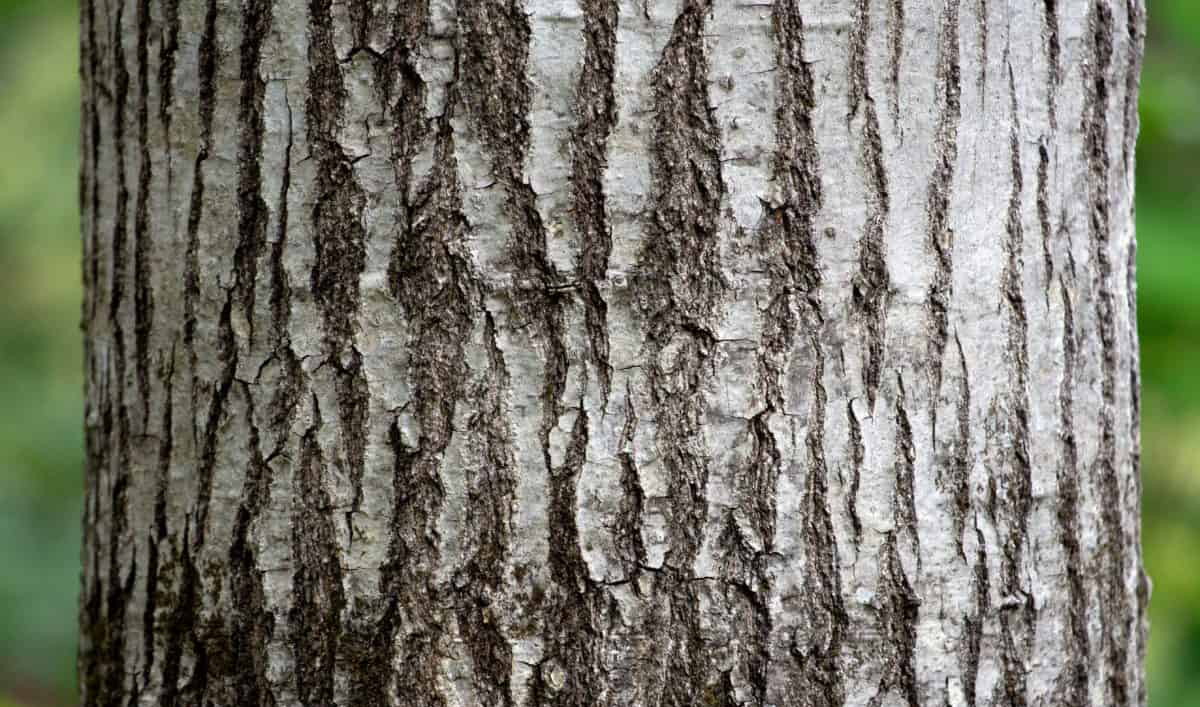 Check Out This Natural Alternative To Peppermint Bark bit.ly/3gIpQFQ