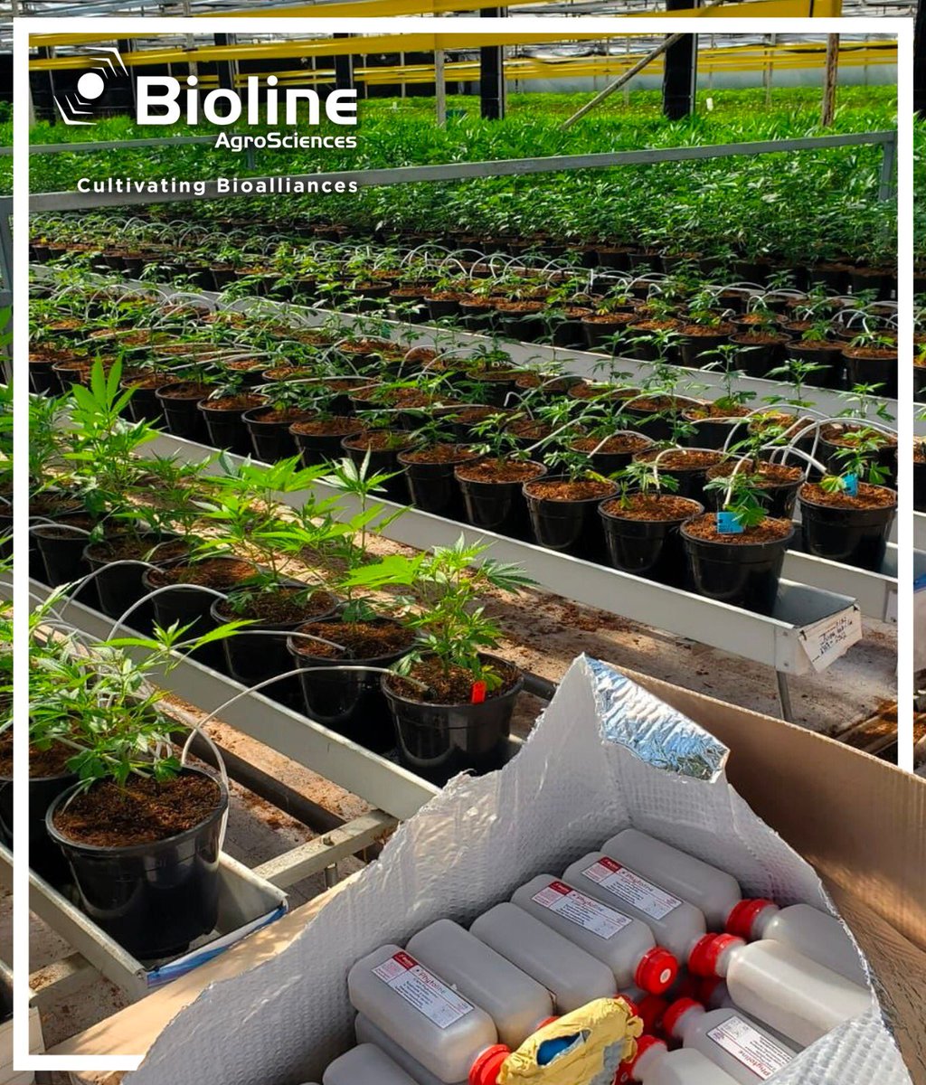 BiolineAgScNA's tweet photo. ☝️Our #Phytoline #Persimilis have a reputation for being most fresh 🌱, ferocious 😤, and hungry 🍽️ Thats because our Persimilis is locally produced 🇺🇸 and shipped fast! 🚛💨 So fast that we offer Next day shipping, so you can rest assured knowing your crops are protected! https://t.co/tP0aqaivCg