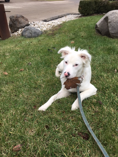nuimageinc's tweet photo. Today's high winds are sure to bring the last of the leaves down.  Unfortunately, our equipment is ready for the weekend snow storm.  #wind #leaves #storm #working #DogsofTwittter #WinterIsComing https://t.co/hUwlLdrT8u