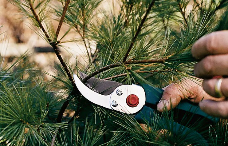 Take the guesswork out of maintaining hedges by reading this article. #DIYprojects #yardwork  cpix.me/a/135386989