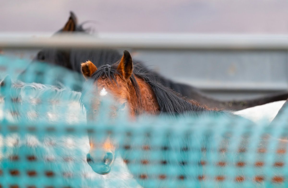 FreeWildHorses's tweet photo. The day after the 50th Anniversary of the Act meant to protect them - here's another @BLMWHB mass removal! 
438 #wildhorses &amp; 100 #burros to lose their #freedom in NV. The herd was rounded up just last year. Clearly WHBs aren't valued by the agency tasked with their protection. https://t.co/YAAu243Kcs