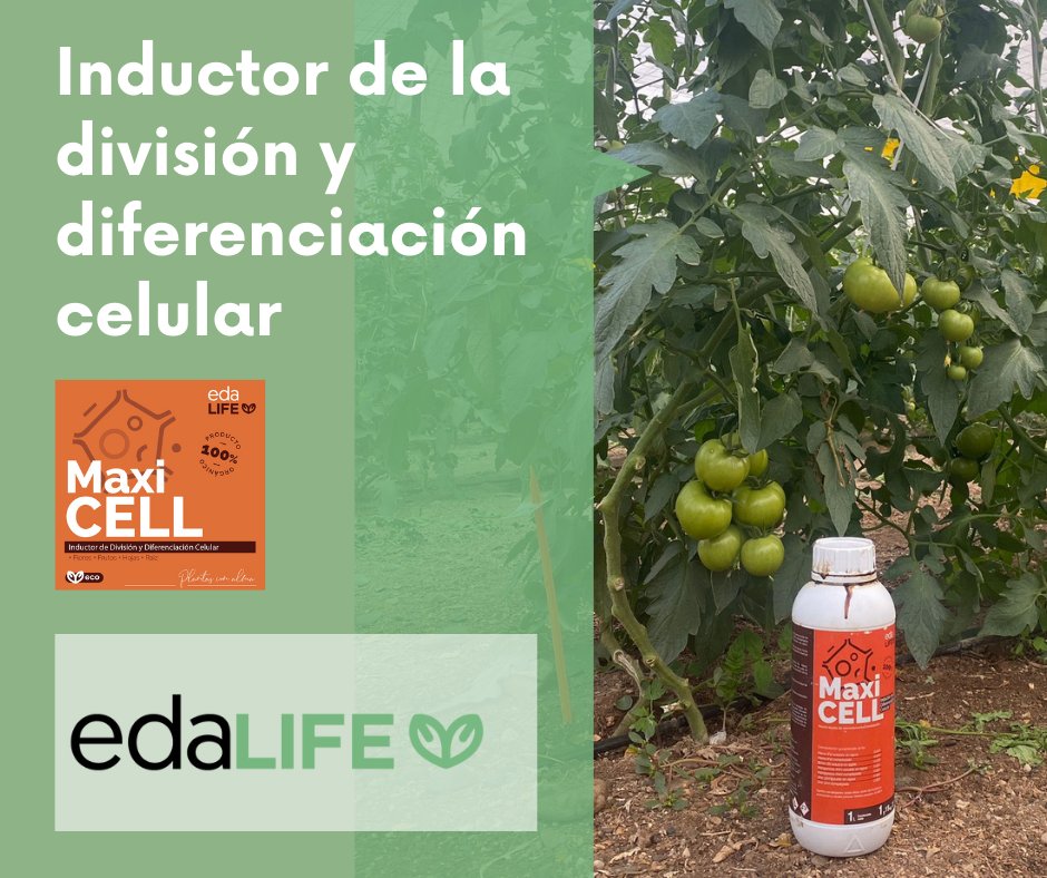 Edalife_'s tweet photo. ¡Pedazo de tomates🍅🍅🍅!
#MaxiCELL es una mezcla de microelementos que actúa un inductor de la división y diferenciación celular mediante la señalización bioquímica que dirige el desarrollo de la planta 🌱🌱🌱
De venta aquí ⬇ https://t.co/jwbMcicdDw
#agriculturasostenible https://t.co/do47l0zzOL