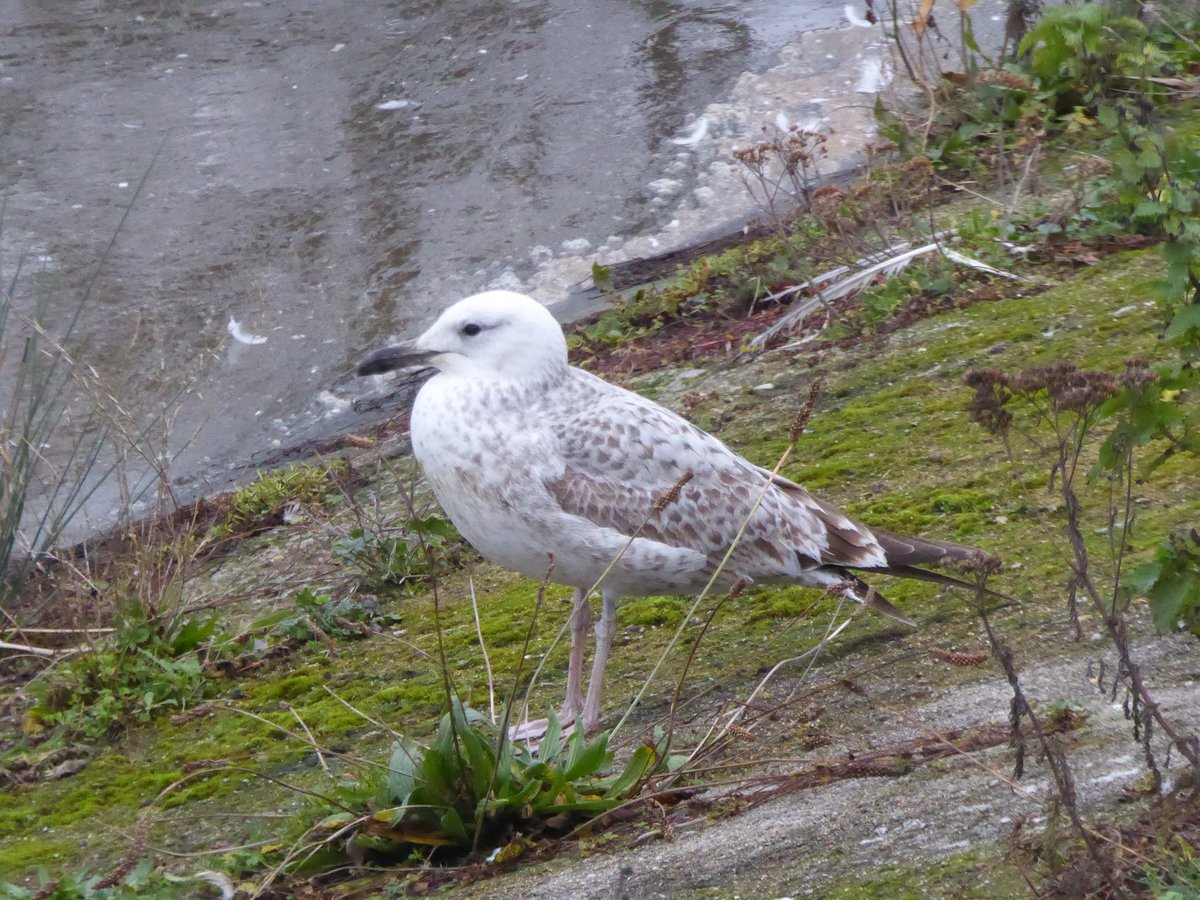 akers_pete's tweet photo. Finally had a chance to catch up with the 1st winter Caspian gull at Sutton Bingham Reservoir, first found on Monday by Dave Chown https://t.co/ZDxRc0o7aU