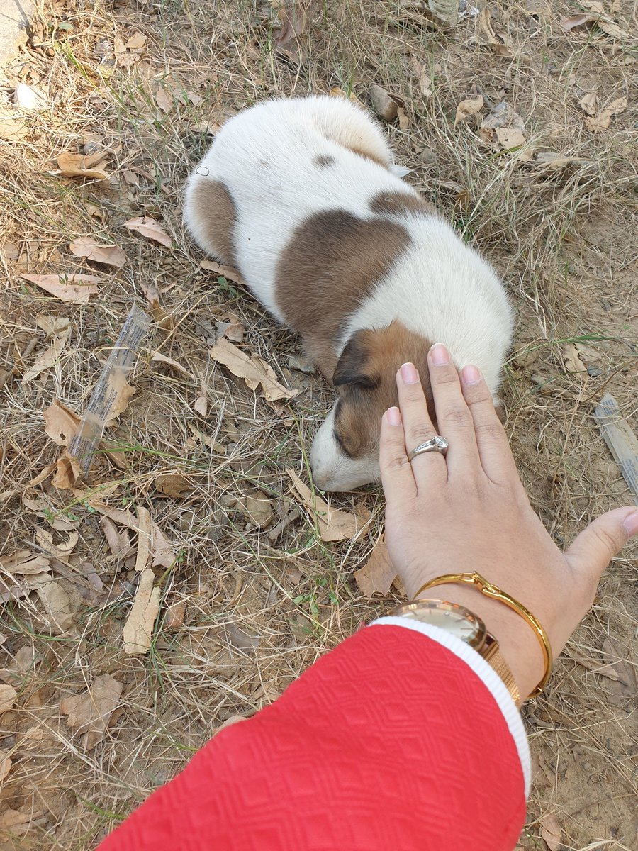 schwanzanah's tweet photo. Little puppy somewhere!
.
.
.
#lucknow #dogs #puppy #lucknowdogs #BabyDog #love #lovedogs #lko32 #up32 #fff #follow https://t.co/0KioA7u89w