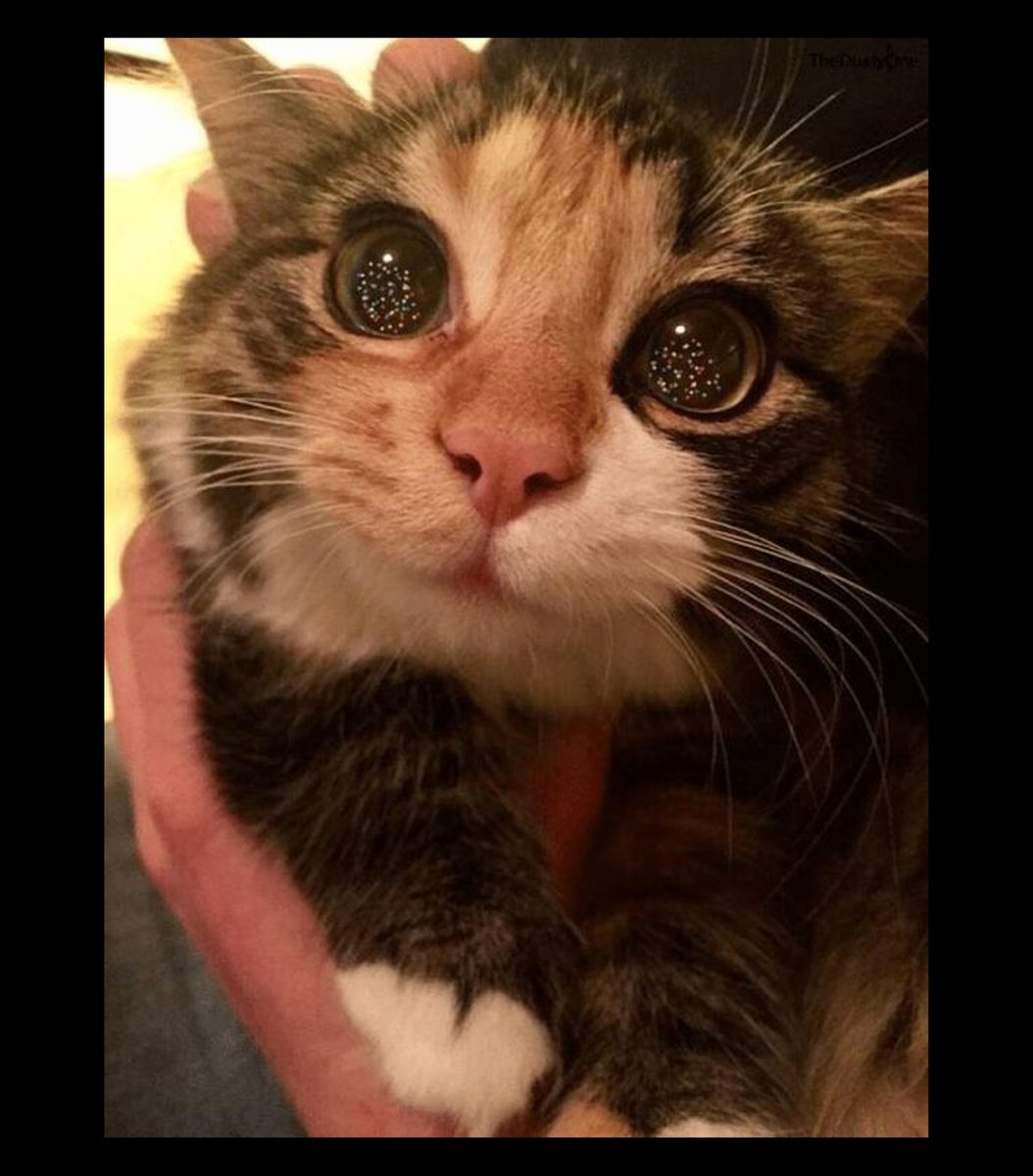GENTLECAT tweet media