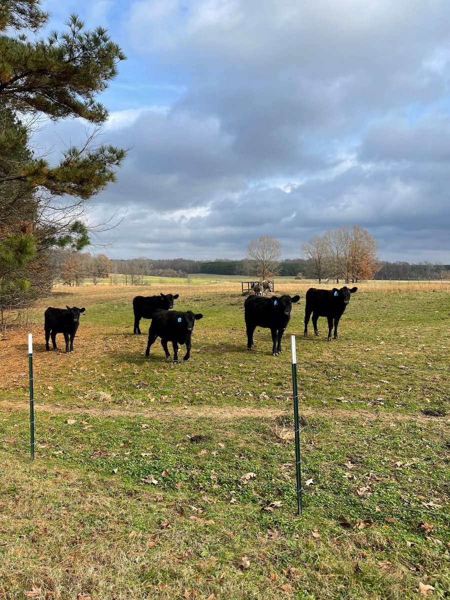 PalmerHome's tweet photo. A big thanks to @ValeroEnergy for donating $35,000 to fund Palmer Home's "Hope Works" Cattle Program. Through "Hope Works" our kids can learn new skills, work ethic, confidence and save their hard-earned money for their future. #driventomakeadifference #valerobenefitforchildren https://t.co/FEndi9e0tC