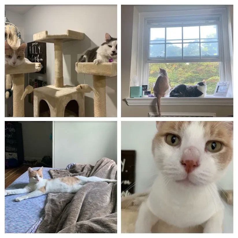 pa_pals's tweet photo. #PALS Alumni update:

"Just wanted to send an update on Benny Rio. He LOVES playing laser tag and with his toys and loves a good game of tag with his older brother. He has completely come out of his shell!"

#PALS #catrescue #catsrule #adoptdontshop #catsofphilly #rescuecat https://t.co/BtKdCmgJZg