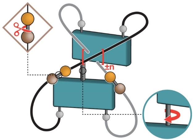 FeringaLab's tweet image. You ask for out-of-equilibrium, @michael_kathan and the rest of this awesome team give you out-of-equilibrium! Now in @NatureNano  doi.org/10.1038/s41565…