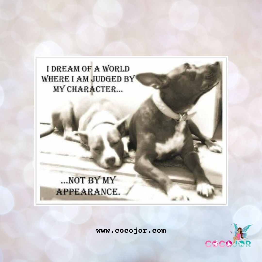 Cocojor's tweet image. Private sessions for 1 hour of Doga (Dog Yoga) + Self Awareness for you and your canine with Monica Shigenaga, who has studied for the past 20 years working and intertwining the human and dog connection through self healing &amp;amp; awareness.
Check Now: cocojorchannel.com/workshop/consu…
#Cocojor