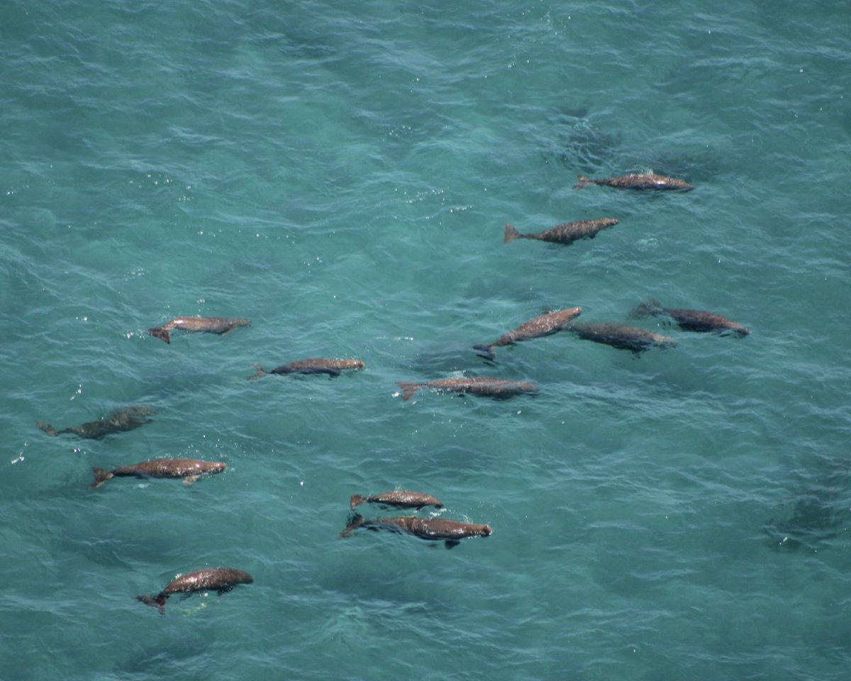 AfricanParks's tweet image. Bazaruto in Mozambique has documented the largest herd of dugongs seen along the East African coast since the 1990s. Researchers estimated the herd to contain 57 individuals, consisting of large groups with multiple calves – a hopeful sign of the potential for population growth