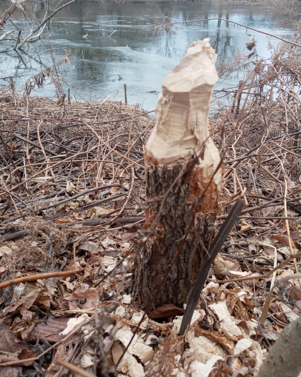 LPConservancy's tweet photo. You may have noticed some #beaver activity around #northpond. Beavers are important ecosystem builders but can have a negative impact in a closed urban environment. This one may be visiting from us from South Pond or other nearby waterways. #DigDeepForNorthPond #LP4Me https://t.co/UYwvsK02W1