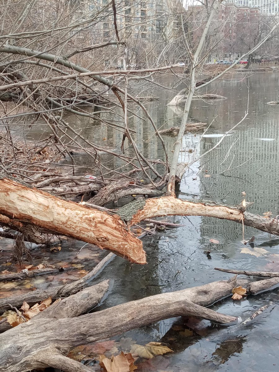LPConservancy's tweet photo. You may have noticed some #beaver activity around #northpond. Beavers are important ecosystem builders but can have a negative impact in a closed urban environment. This one may be visiting from us from South Pond or other nearby waterways. #DigDeepForNorthPond #LP4Me https://t.co/UYwvsK02W1