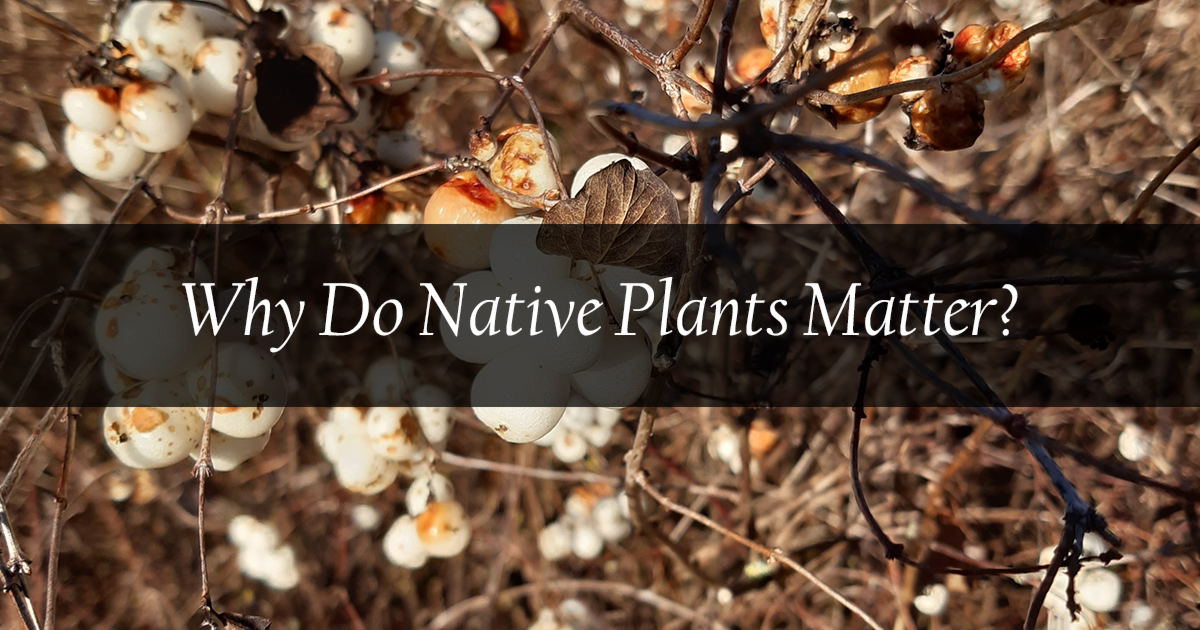Why are native plants important for your garden? They are vital to preserving biodiversity! By working with native plants, you help nurture and sustain our living landscapes. Be part of the solution! #nativeplants #garden #gardening #biodiversity #SixNations #VisitSixNations