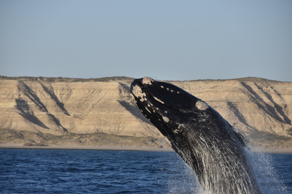 🤩Simplemente Majestuosas !!
Así despedimos la Temporada de Ballenas 2021.. 
Gracias por acompañarnos! 
🐳Hasta el próximo año
#Argentina #Patagonia #Chubut #PeninsulaValdes #Whalewatch #Southernrightwhale #vacaciones  #ballenafrancaaustral
