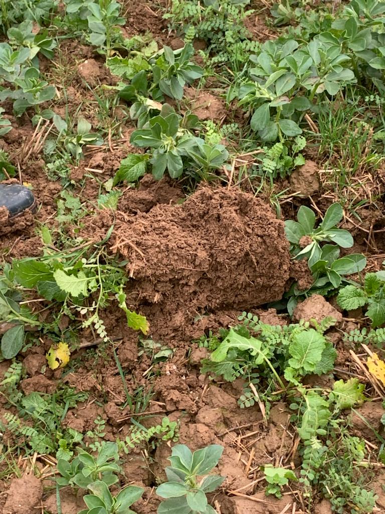 Novalis Terra (@novalis_terra) on Twitter photo Nouvelle session de formation auprès des agents de plaine McCain 🥔 #Formation pour mieux comprendre l’impact de #ACS sur la nutrition et la micronutrition des #pommesdeterre, et observations sur le terrain ✔️
<a href="/PaulRobertAgro/">Paul Robert</a> <a href="/Earthworm_Fr/">Earthworm France</a> <a href="/SolsVivants/">Sols Vivants</a> Nouvelle session de formation auprès des agents de plaine McCain 🥔 #Formation pour mieux comprendre l’impact de #ACS sur la nutrition et la micronutrition des #pommesdeterre, et observations sur le terrain ✔️
<a href="/PaulRobertAgro/">Paul Robert</a> <a href="/Earthworm_Fr/">Earthworm France</a> <a href="/SolsVivants/">Sols Vivants</a>