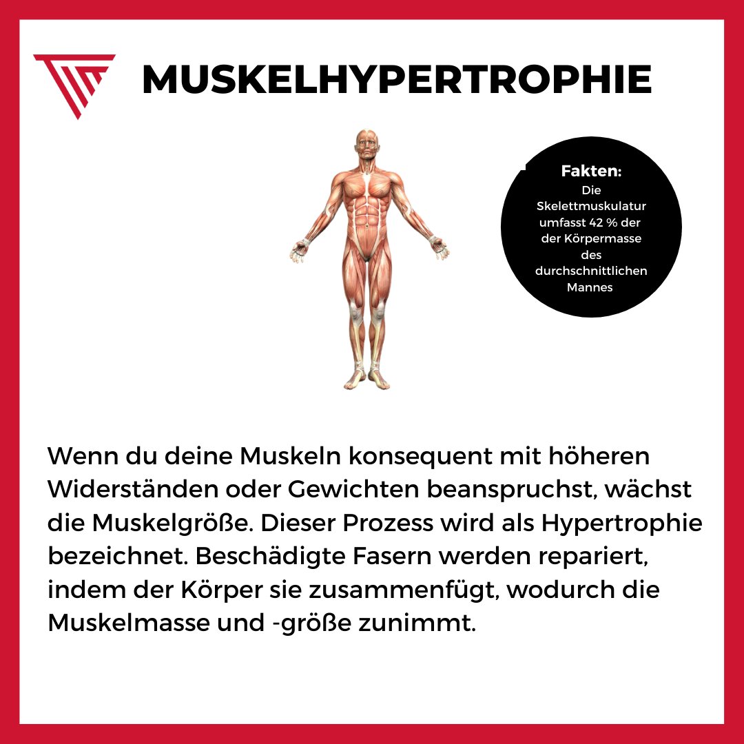 TimHarrisPT's tweet photo. MUSKELWACHSTUM SCHNELL ERKLÄRT https://t.co/l3ArKiAAYg