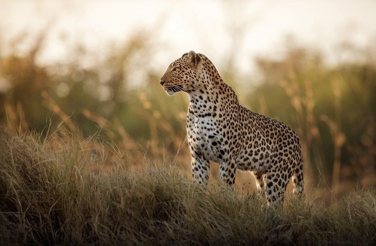 La maravillosa fauna autóctona de Costa Rica 🇨🇷 se encuentra en peligro de extinción, pero podemos contribuir a protegerla. 🙂

🐆 En #Cooperatour colaboramos con un proyecto en un refugio de fauna silvestre en Puntarenas.

📲 Más info sobre el proyecto en cooperatour.org/voluntariado/c…