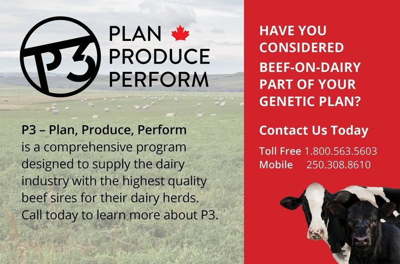 There is no Better time to join our P3 Program! 
P3 is a comprehensive program designed to supply the dairy industry with high quality beef sires for their dairy herds. With focus on reproductive performance on dairy farms, and improved feedlot performance for the beef industry.