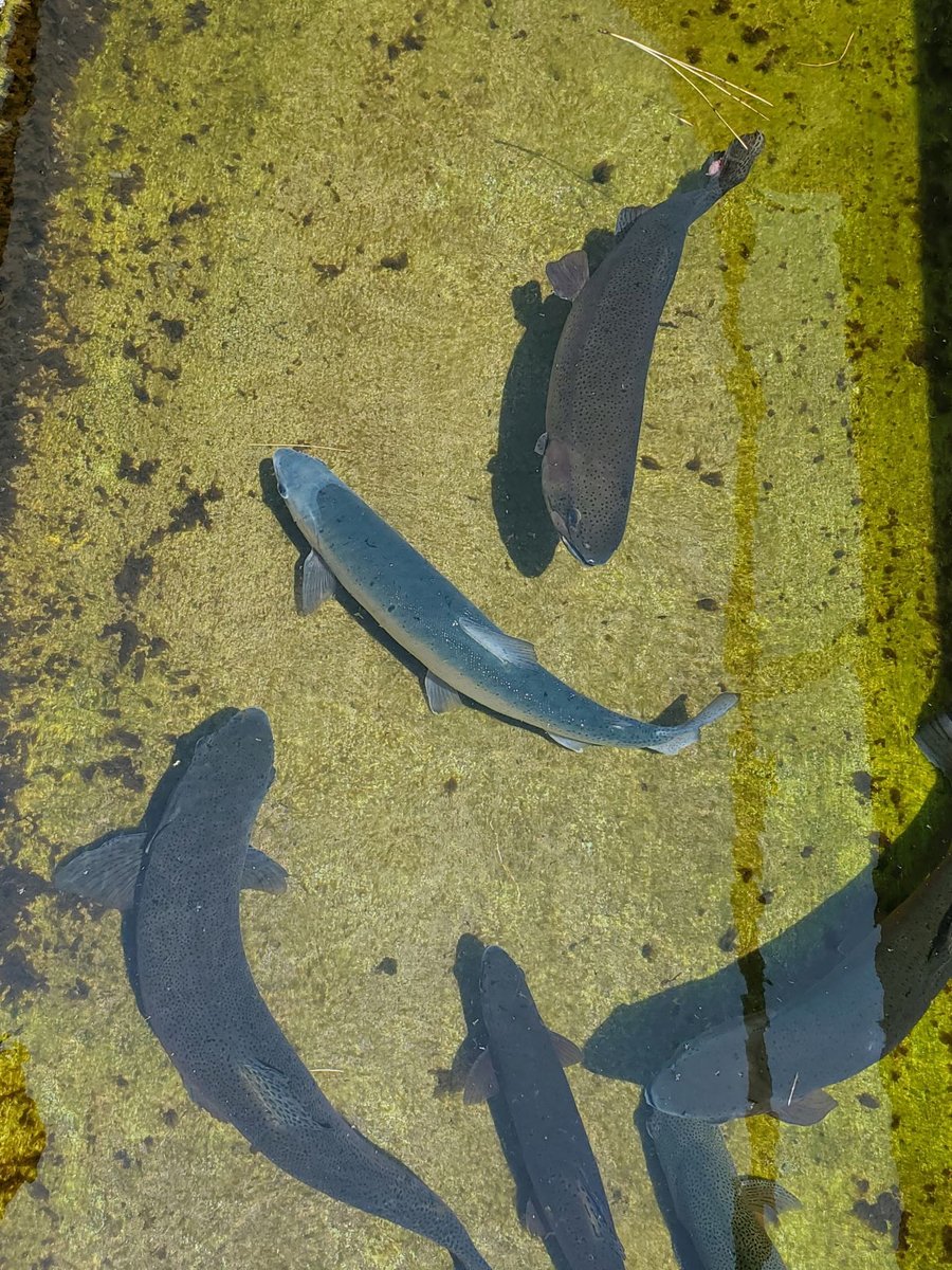 NMDGF's tweet photo. New Mexico’s first state fish hatchery turns 100!
In 1921, the New Mexico State Legislature approved the construction of the state's first fish hatchery: Lisboa Springs, near the small community of Pecos. #fishnm #wildnm #nmfishhatchery
https://t.co/TqpsLZR34X https://t.co/tFsLy5lZam