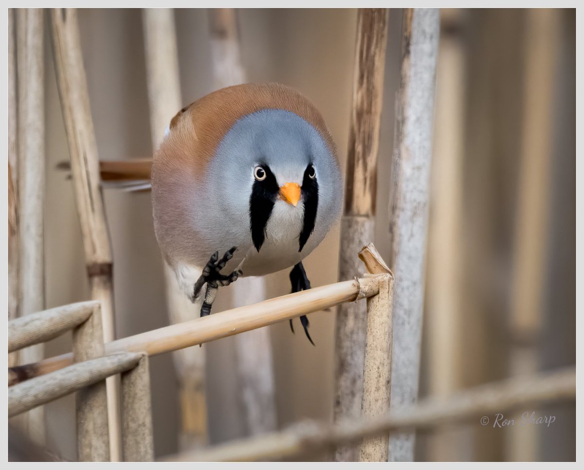scotsnaps's tweet photo. A few bearded tits pictures
#beardedtits #scottishbirds #scottishwildlife https://t.co/ht8LDqkfjy