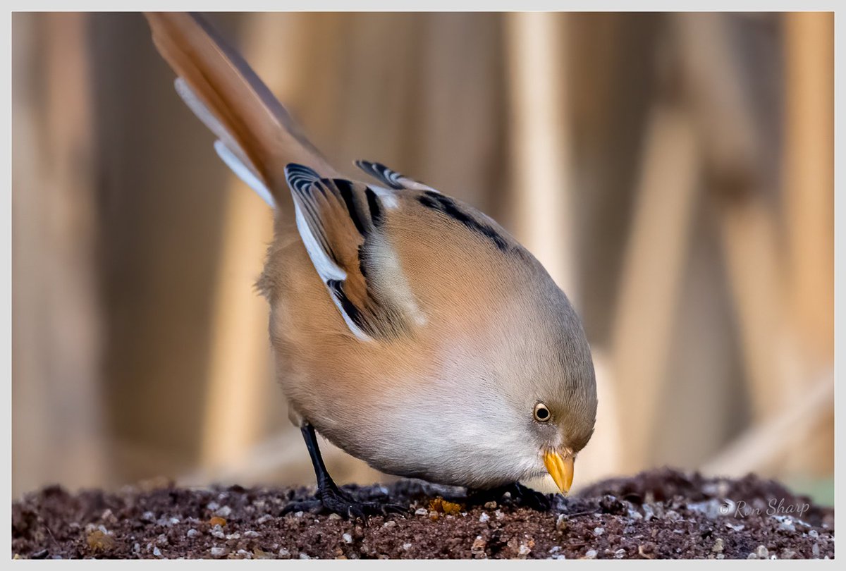 scotsnaps's tweet photo. A few bearded tits pictures
#beardedtits #scottishbirds #scottishwildlife https://t.co/ht8LDqkfjy