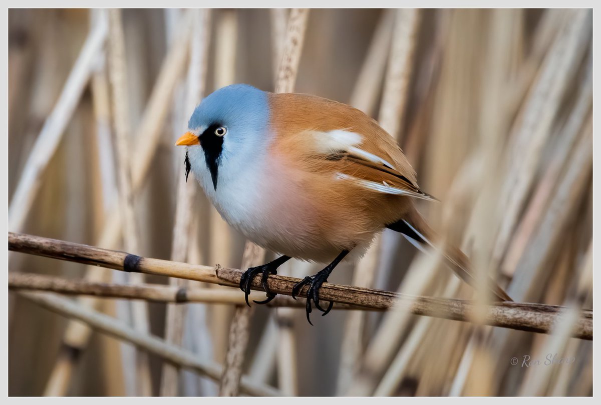 scotsnaps's tweet photo. A few bearded tits pictures
#beardedtits #scottishbirds #scottishwildlife https://t.co/ht8LDqkfjy