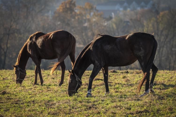 UKAgEquine's tweet photo. Farm managers with broodmares should carefully consider how above-average temps, rainfall during past several weeks might affect tall fescue in pastures, potentially contributing to tall fescue toxicosis in early foaling mares. https://t.co/z4Eo6bhi8e  #UKEquine #AgEquine https://t.co/AEIEx6G6Uy