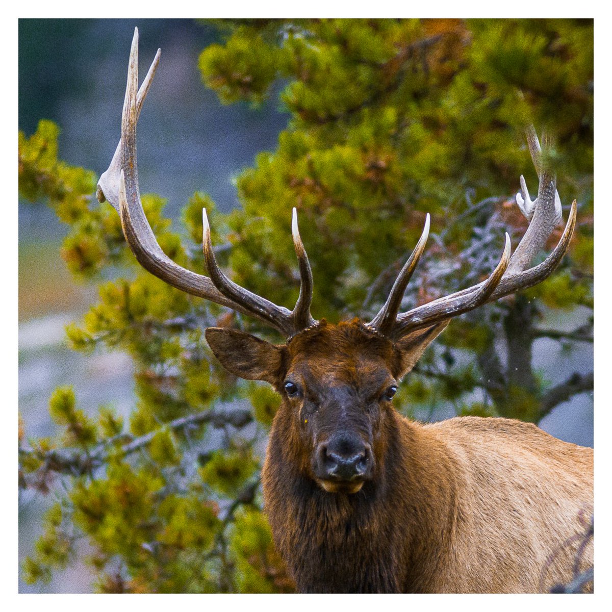 rsomervillepics's tweet photo. Adopt the pace of nature. Her secret is patience. —Ralph Waldo Emerson

Need patience to get the shot in this game.  

#wildlifephotography https://t.co/5EYRzPMgCw