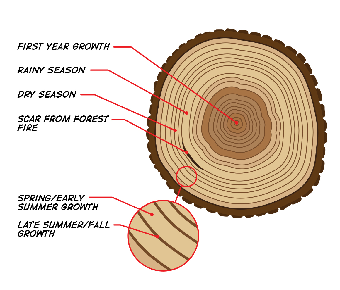 An illustration of tree rings, showing first-year growth as the center ring; a rainy season as a thick ring; a dry season as a thin ring; a scar from a forest fire; a thick, light-colored ring as spring/early summer growth; and a thin, dark-colored ring as late summer/fall growth.