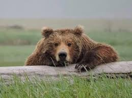 OBHS Student Services (@obhsstudent) on Twitter photo Rising Bear Night for incoming freshman parents will be held on Jan. 12th at 7:00pm in the Berlin High School auditorium. Social distance, sanitize, and mask wearing will be encouraged. We will go over academics, culture and expectations. <a href="/Todd_spinner/">OlentangyBerlinBears</a> @OBMSsentinels Rising Bear Night for incoming freshman parents will be held on Jan. 12th at 7:00pm in the Berlin High School auditorium. Social distance, sanitize, and mask wearing will be encouraged. We will go over academics, culture and expectations. <a href="/Todd_spinner/">OlentangyBerlinBears</a> @OBMSsentinels