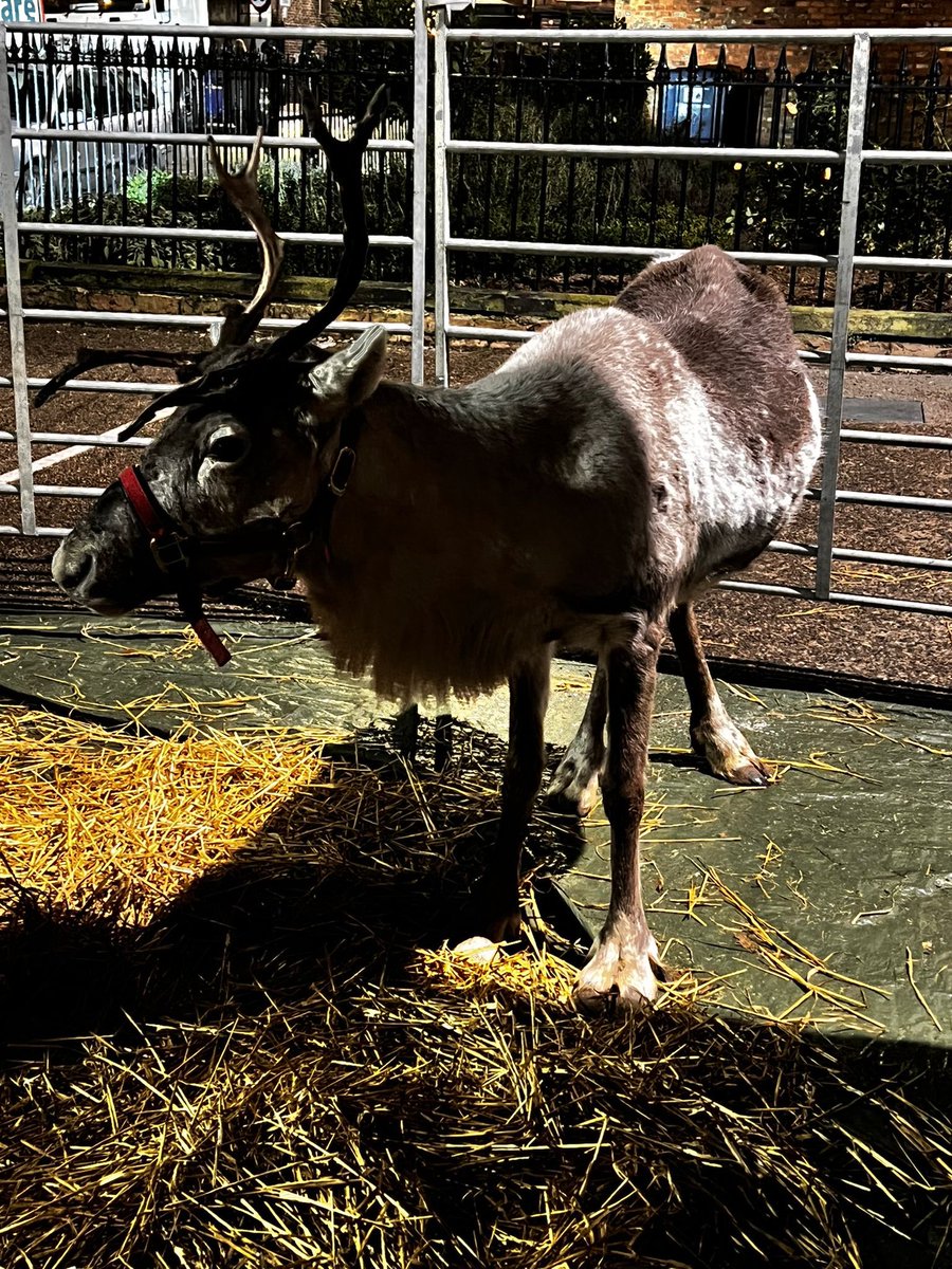 NYP_York's tweet photo. ROAD CLOSED. We are dealing with an abandoned Reindeer on Micklegate this evening. 

The owner is described as an elderly male with a white beard and red suit. 

Hopefully we will find him at the #MicklegateMingle before 8pm. https://t.co/Tw5XopDz4t
